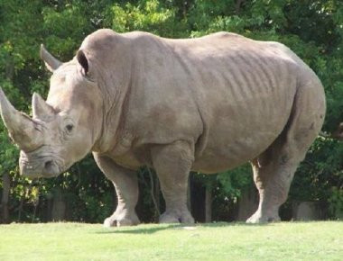 Λαθροκυνηγοί «μπούκαραν» σε ζωολογικό κήπο και σκότωσαν ρινόκερο για το κέρατο του